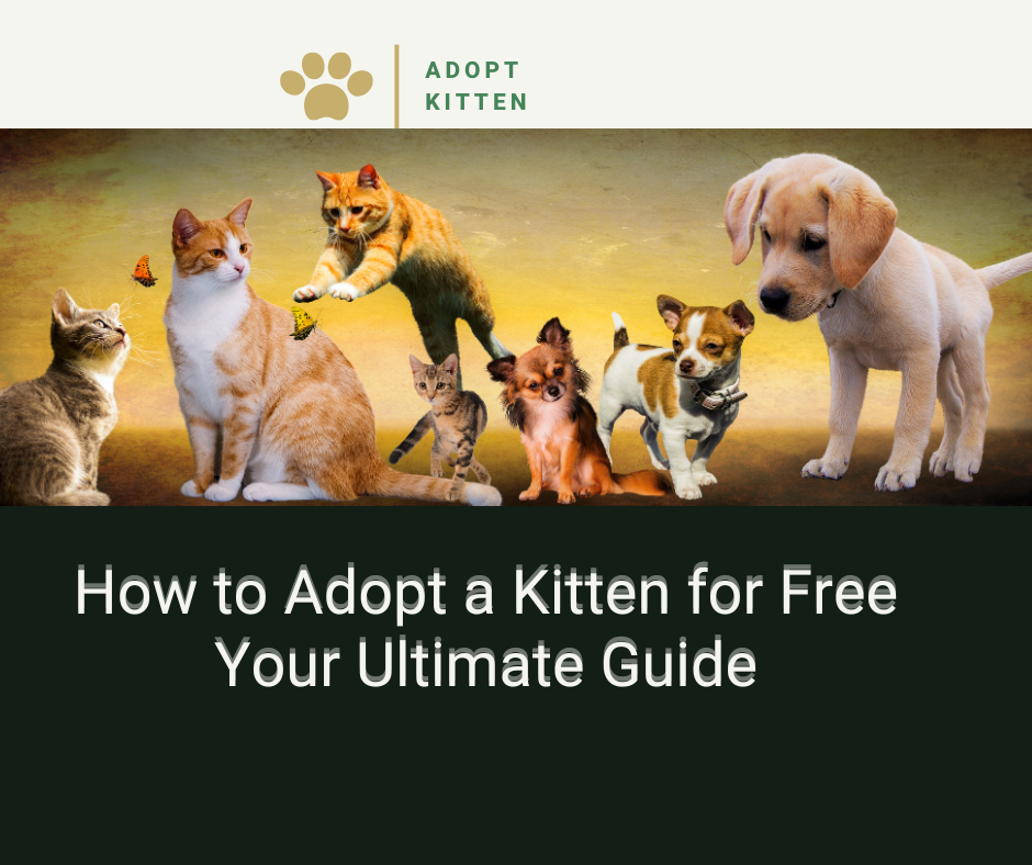 How to Adopt a Kitten for Free