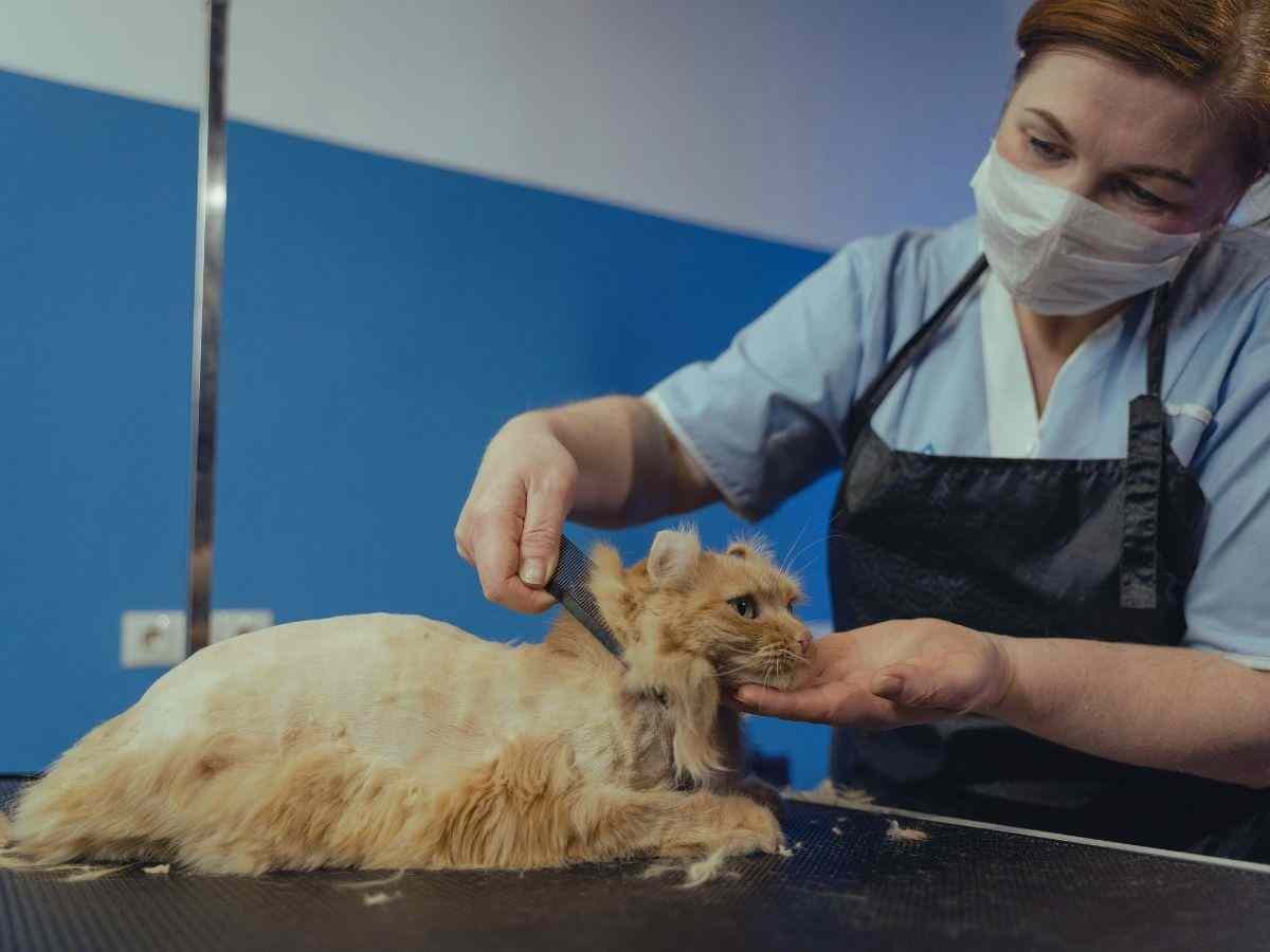 How Much Does It Cost to Groom a Cat?