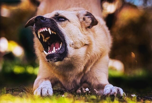 Most Dangerous Dog Breeds in the World