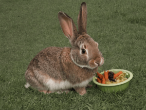 What-Eats-A-Rabbit