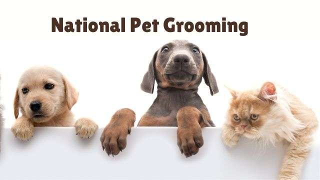 What are the Benefits of Being a Pet Grooming?
