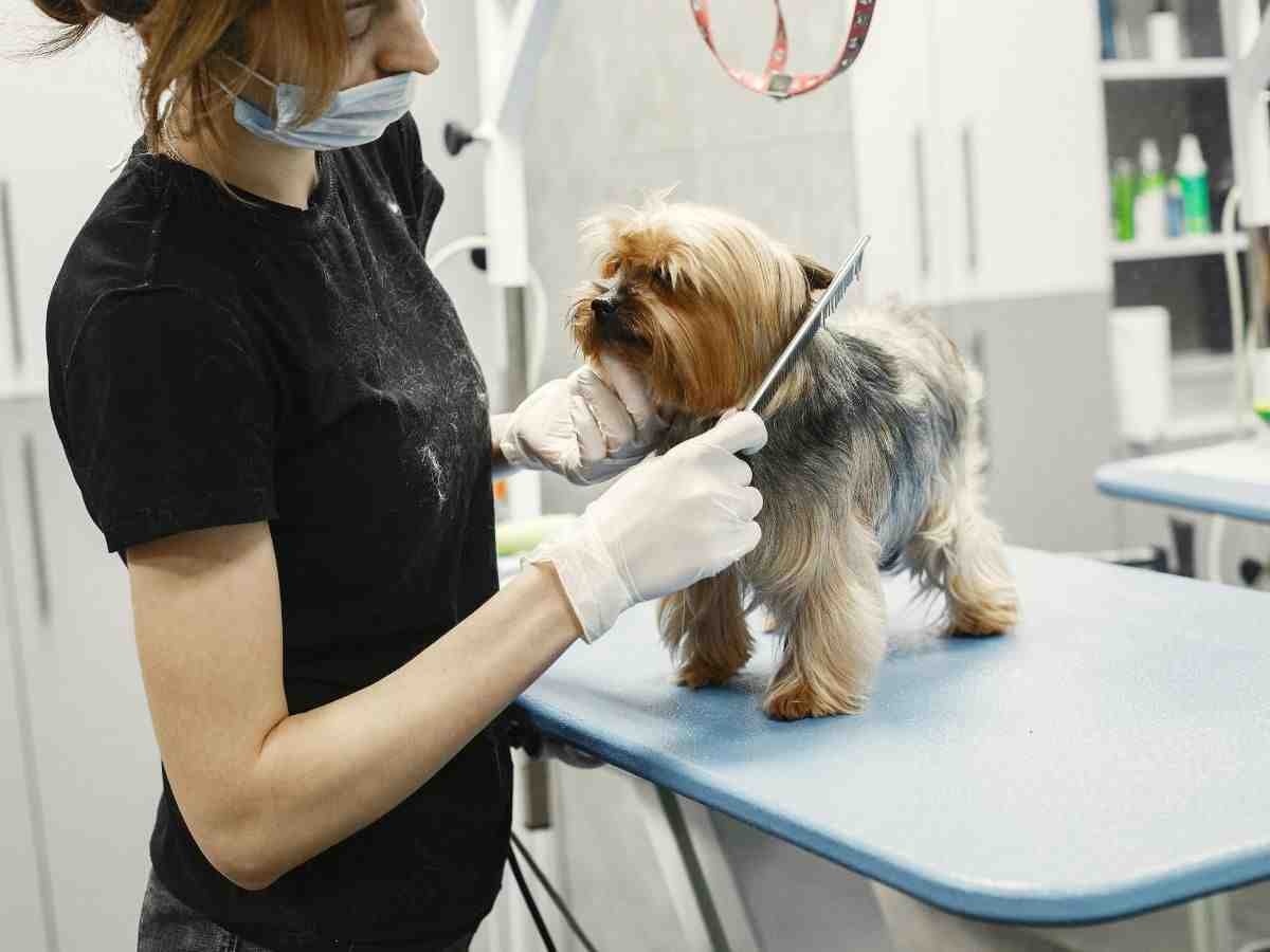 What are the Benefits of Being a Pet Grooming