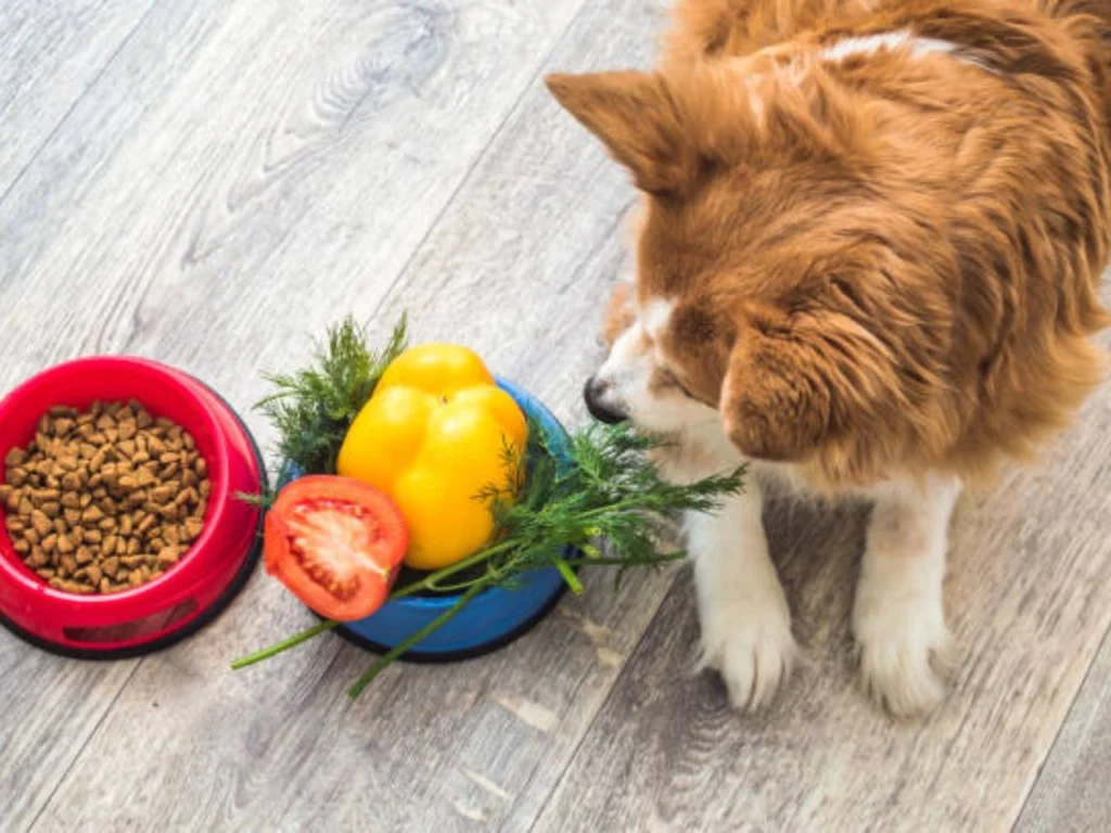 A dog's diet should encompass the right mix of nutrition,