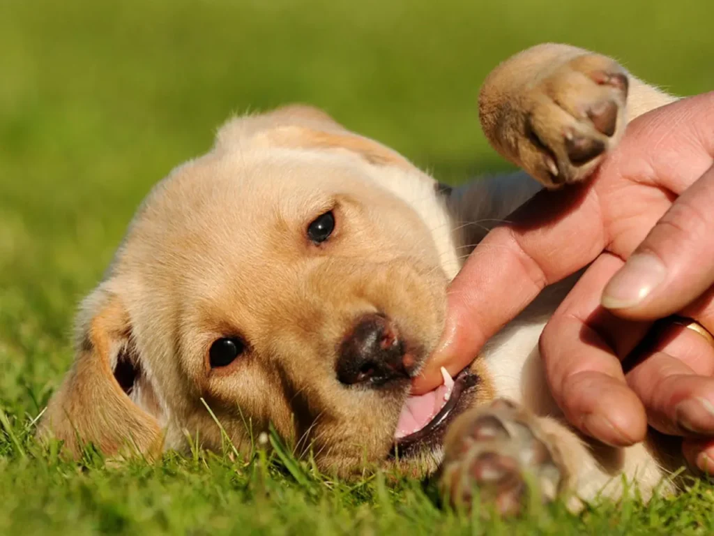 Aggressive Puppy