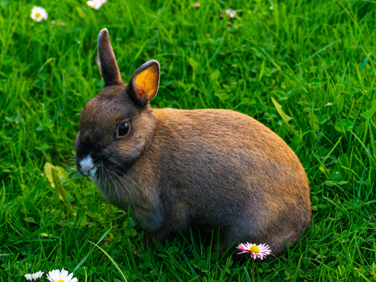 Are Bunnies Good Pets