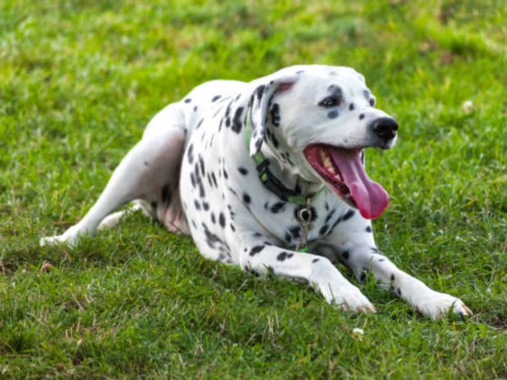 Dalmatians Aggressive 