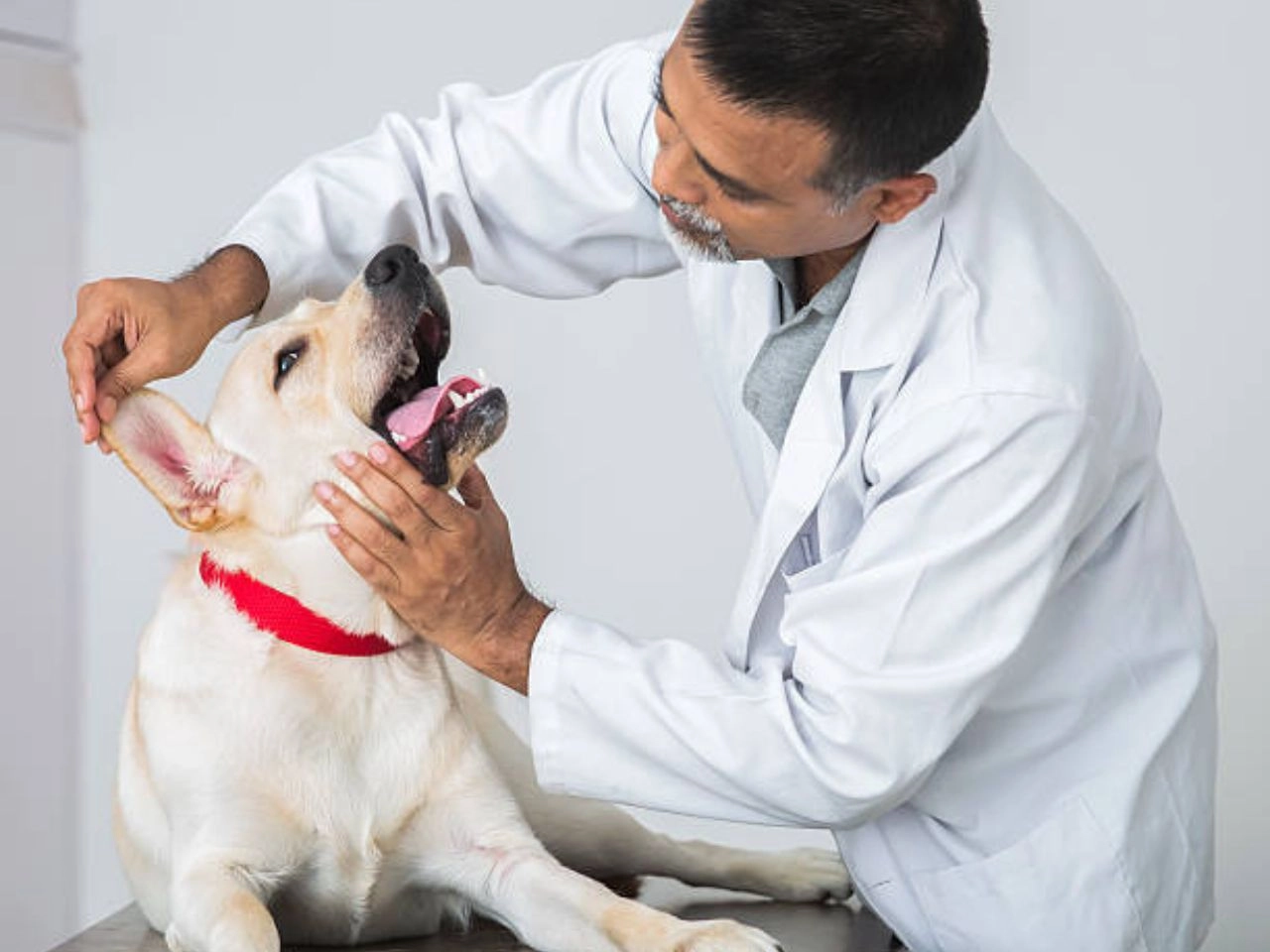 Does Health Insurance Cover Dog Bites?