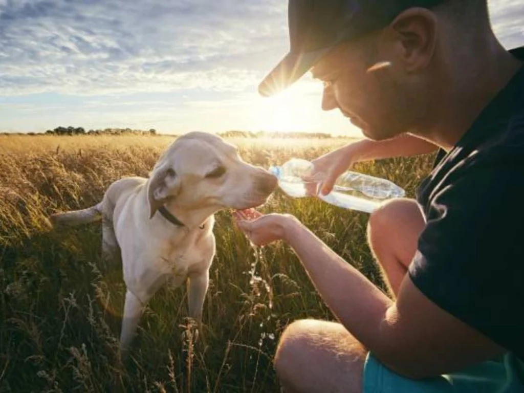 Dogs In Heat 