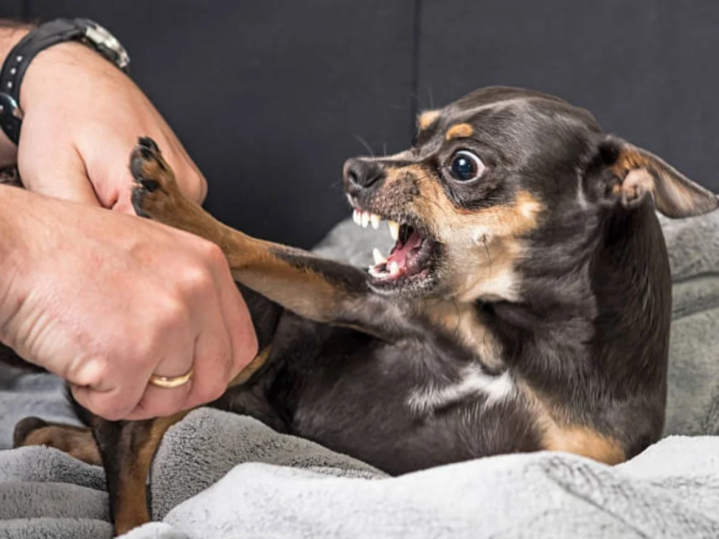 Dogs aggression