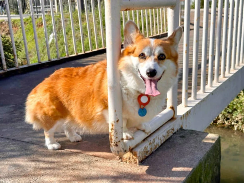 House With an Aggressive Dog