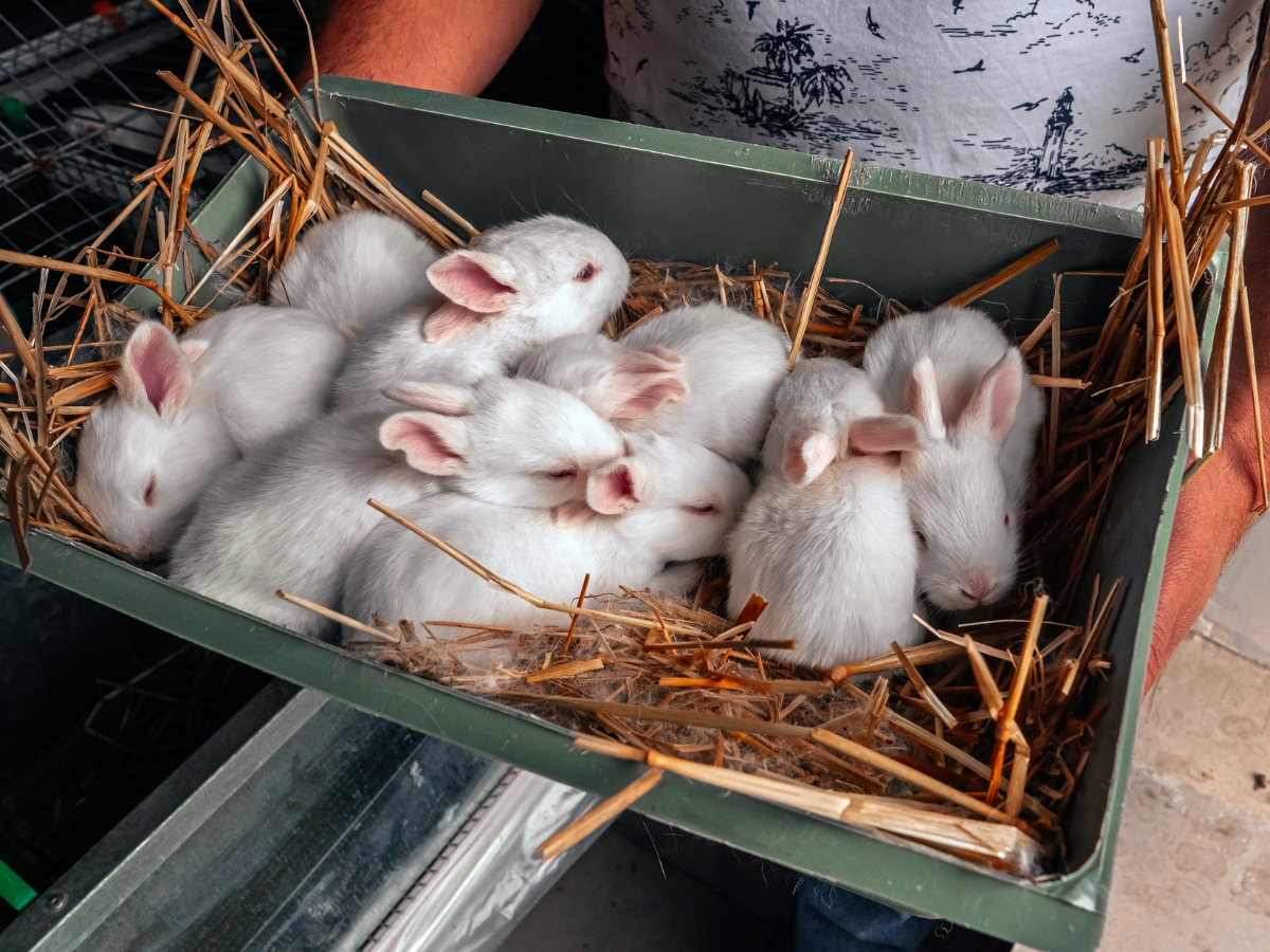 What Age Do Rabbits Start Breeding? Crucial Facts!