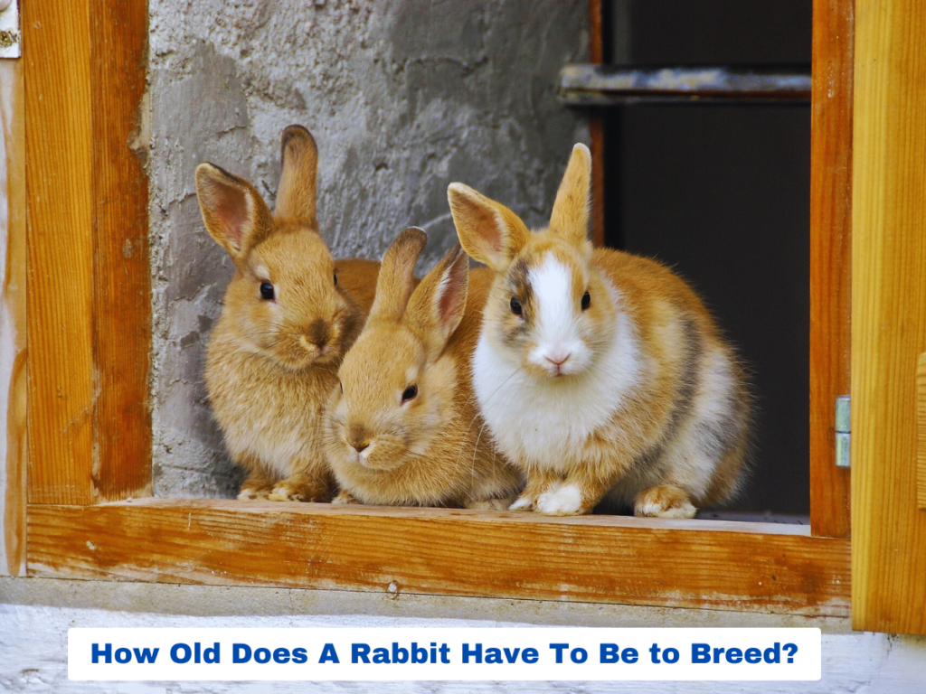 What Age Do Rabbits Start Breeding? Crucial Facts!