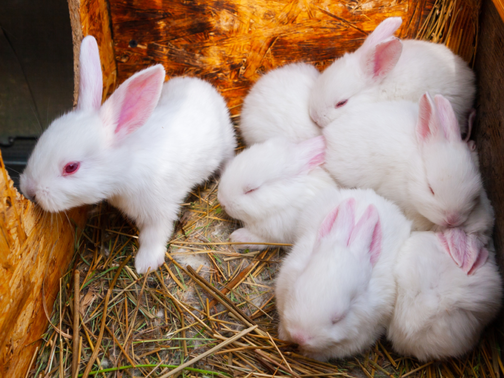 What Age Do Rabbits Start Breeding? Crucial Facts!