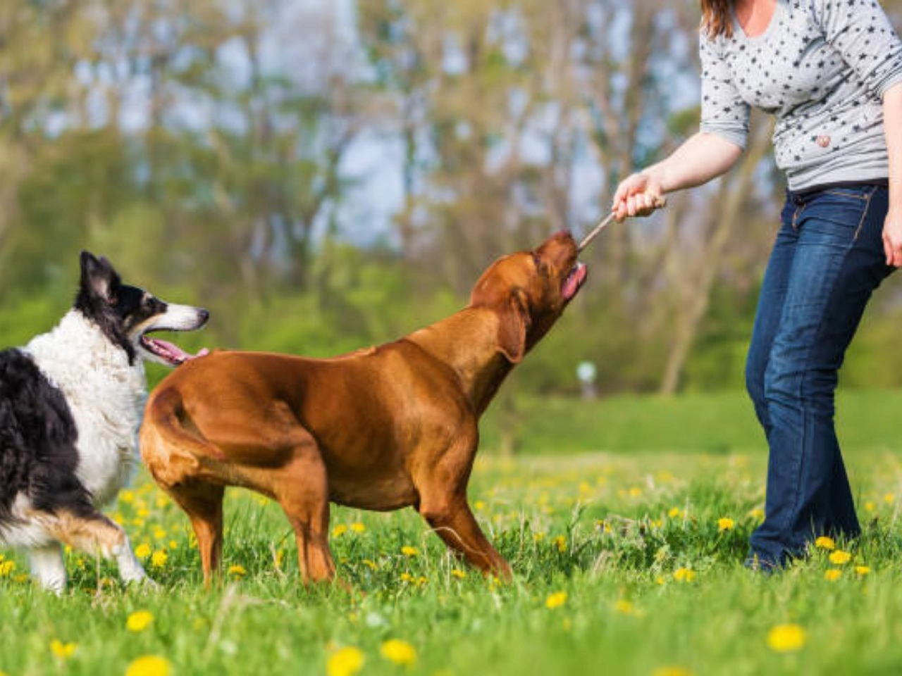 How to Stop Food Aggression Towards Other Dogs