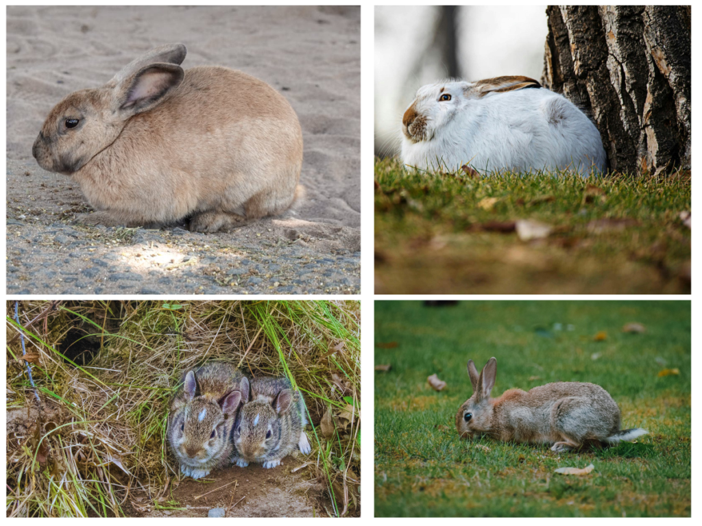 Lazy Rabbit Breeds