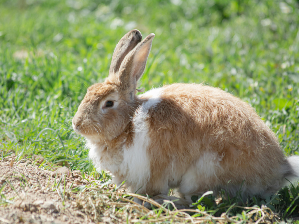 Lazy Rabbit Breeds