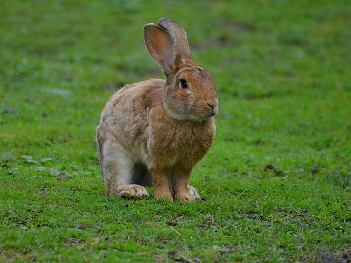 Lazy Rabbit Breeds