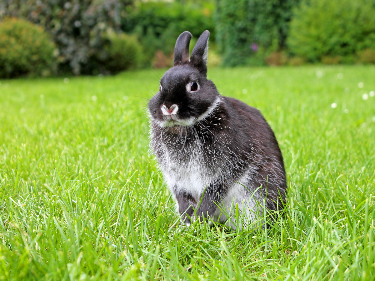 Netherland Dwarf Rabbit