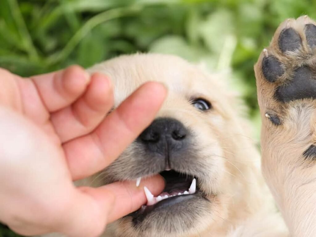 Puppy Aggression