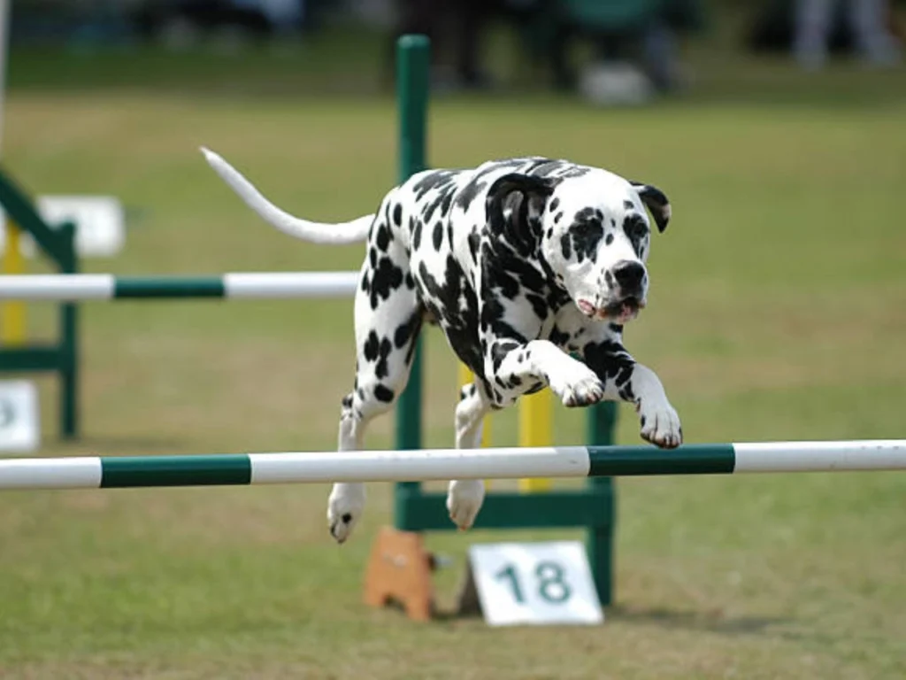 Training Dalmatian