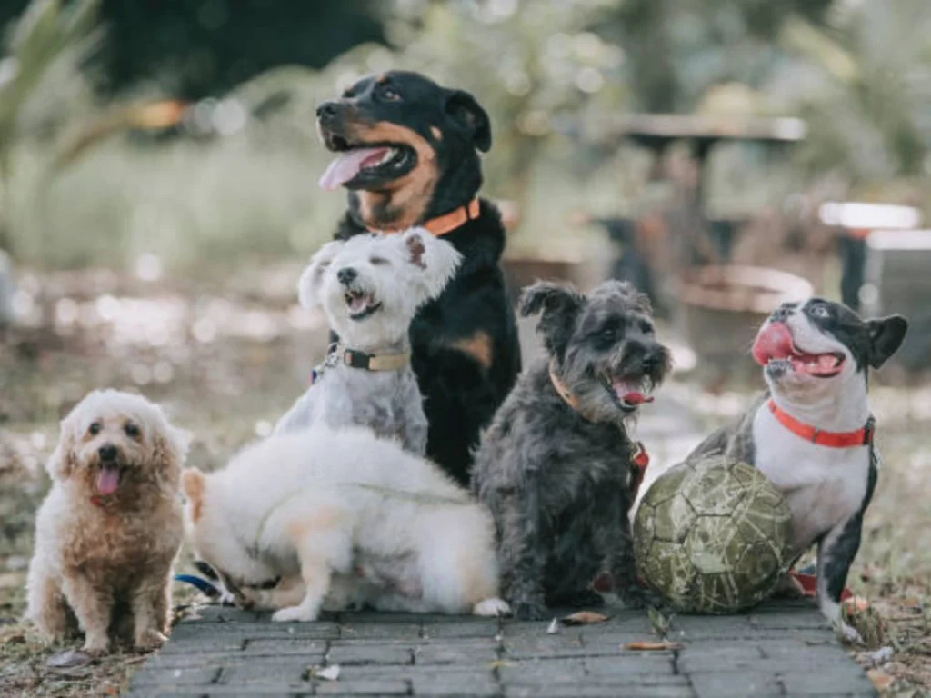 Various dog breeds face