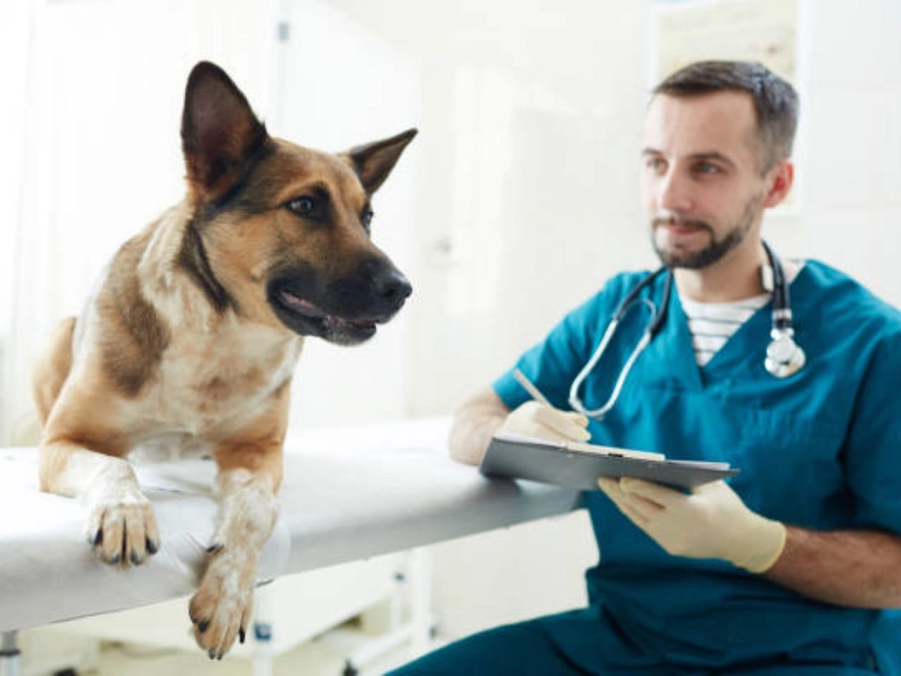 What is a Health Certificate for Dogs?