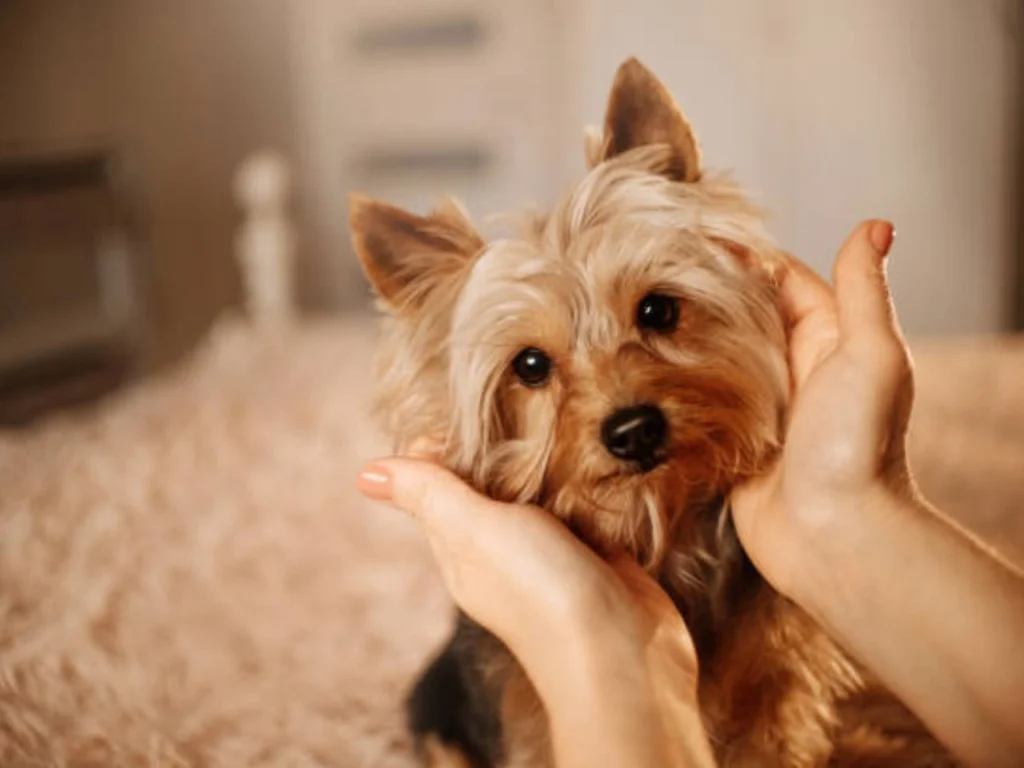 Yorkshire Terriers