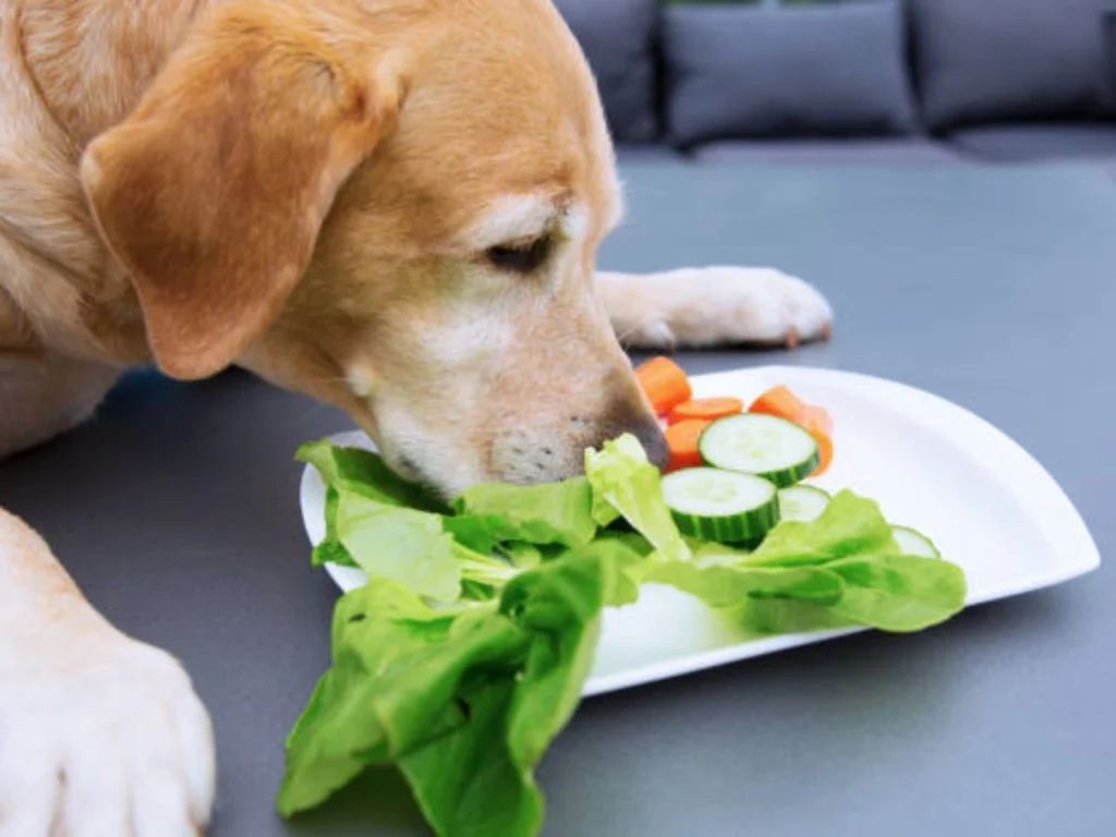 foods dogs eat can affect their behavior 