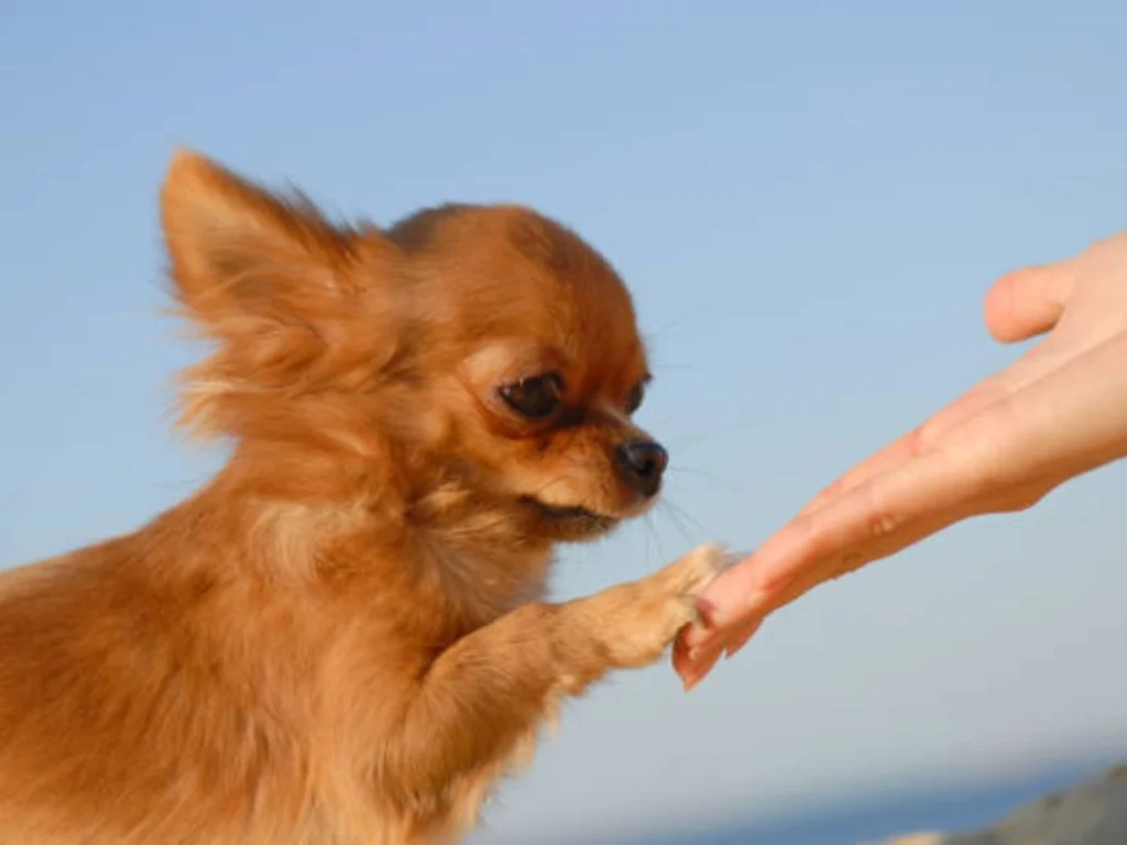 A Breed of Small Dog Fingers