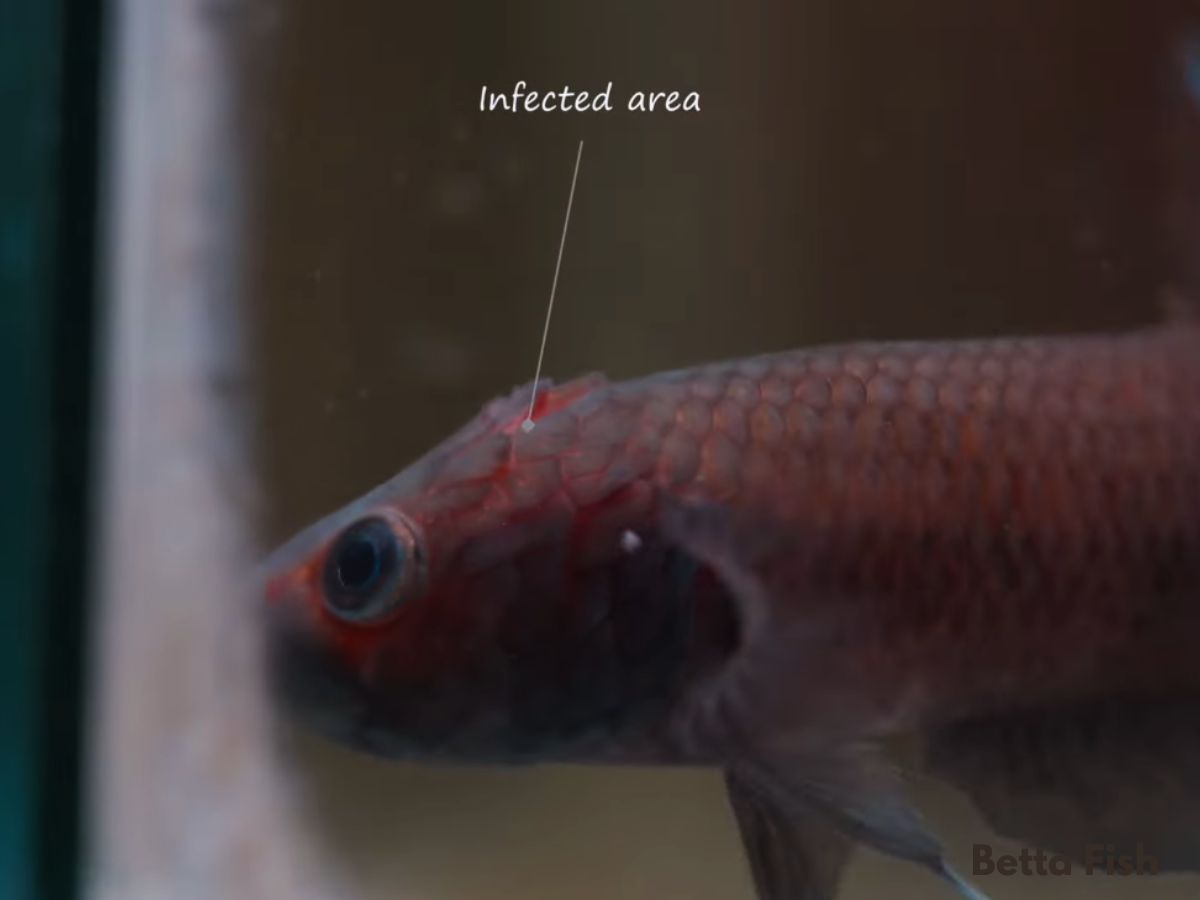 Betta Fish Cotton Wool Disease