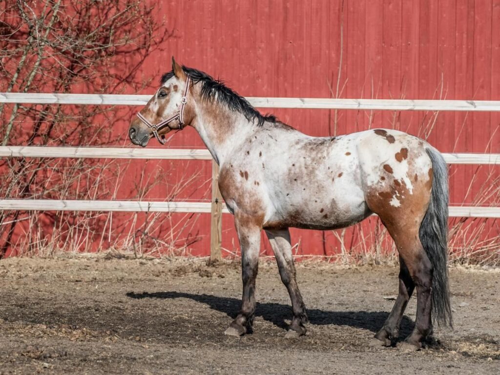 Blanket Appaloosa Horse