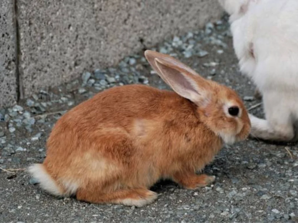 Are Rabbits Territorial