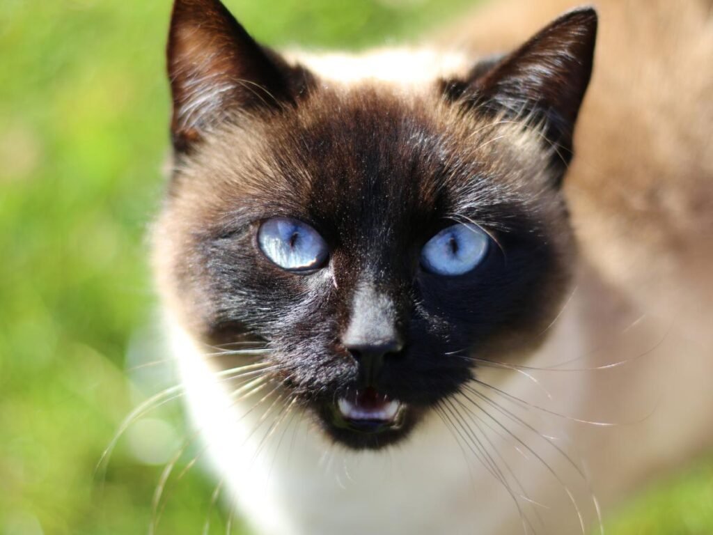 Are siamese cats aggressive?