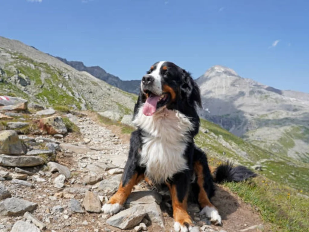 Bernese Mountain Dog hails from the Swiss mountains