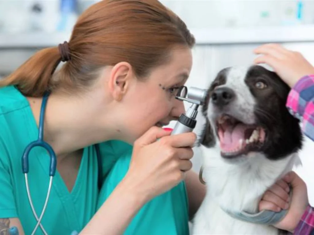 Best Dental Care Wipes for Dogs