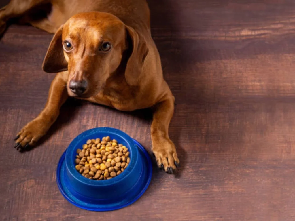 Best Dog Food for Hunting Dogs