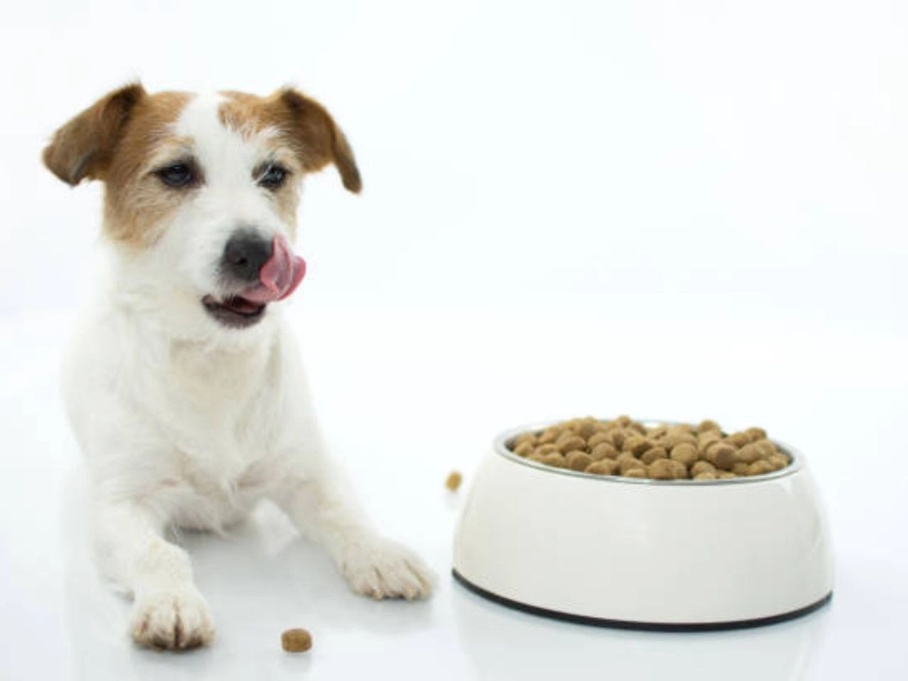 Best Dog Food for Hunting Dogs In 2024