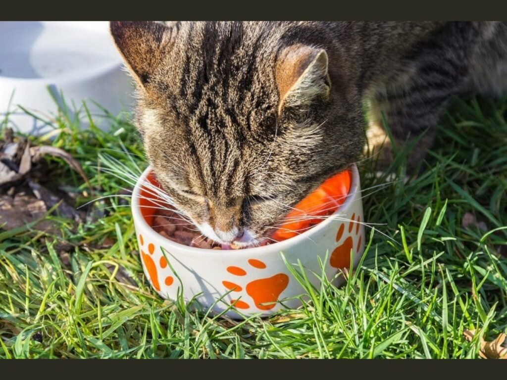 Best Wet Cat Food for Constipation