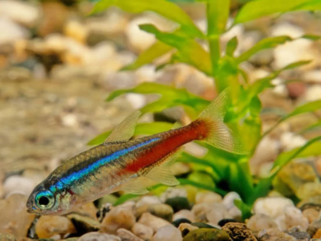 Betta With Neon Tetras