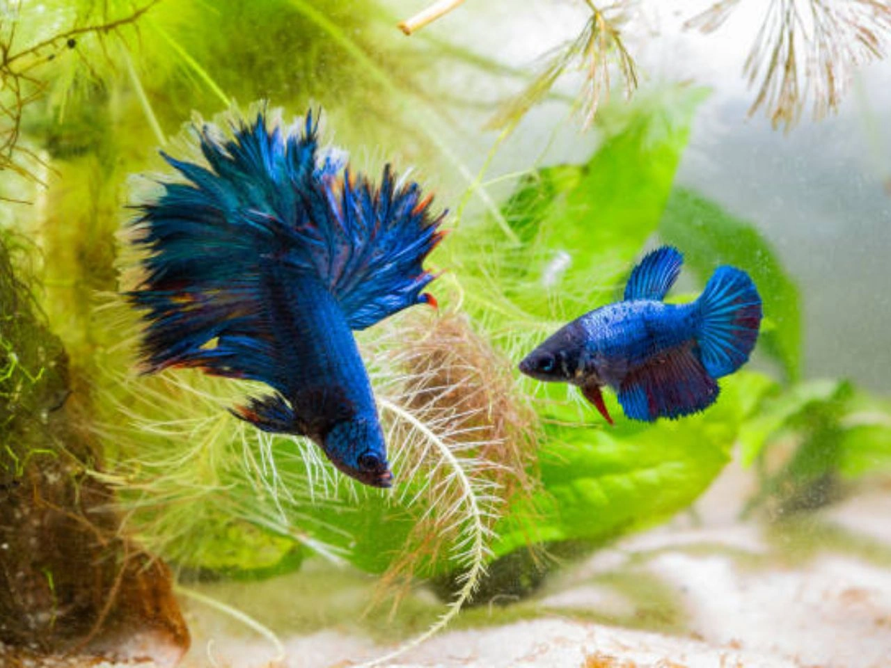 Betta With Neon Tetras Betta Fish