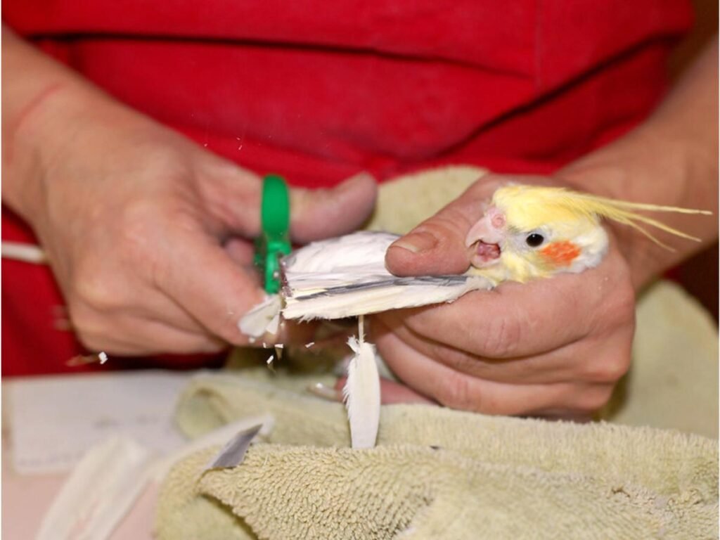 Bird Behavior After Wing Clipping