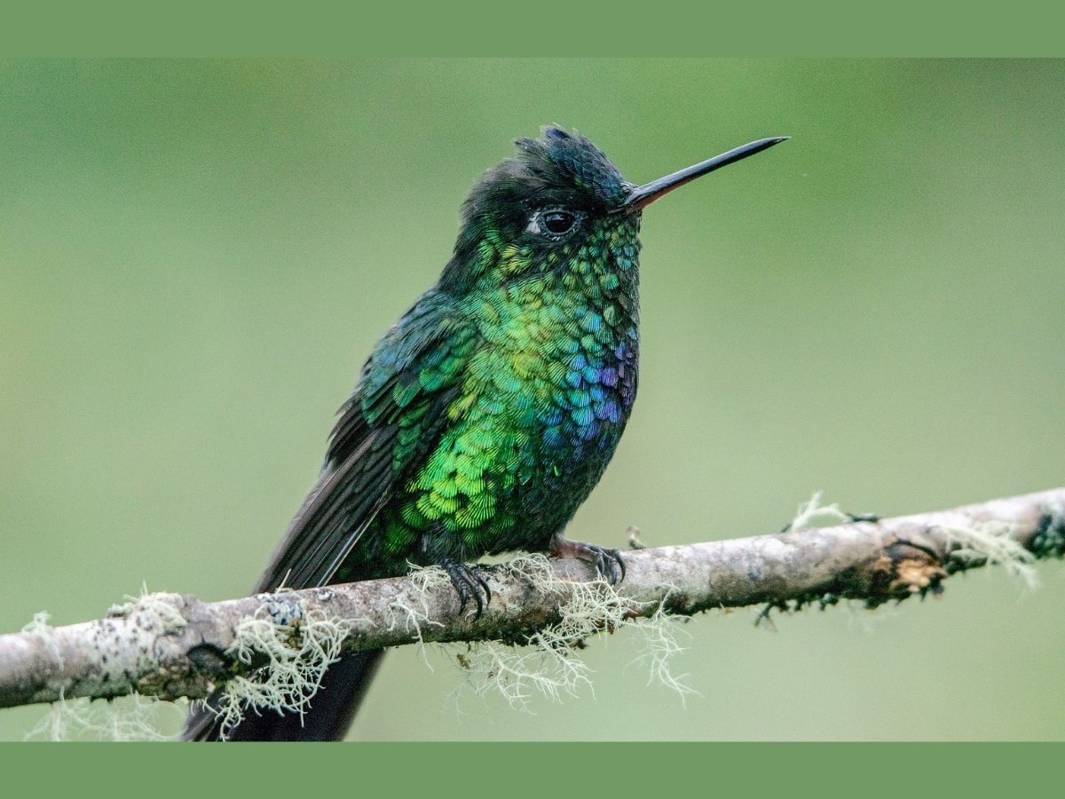 Bird Health Hummingbird Nectar