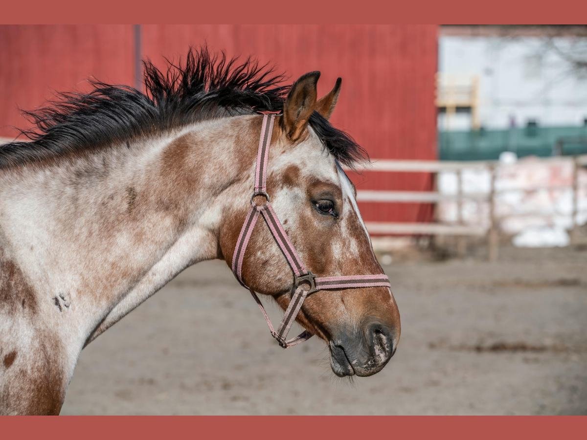 Blanket Appaloosa Horse: Unveiling Its Majestic Beauty