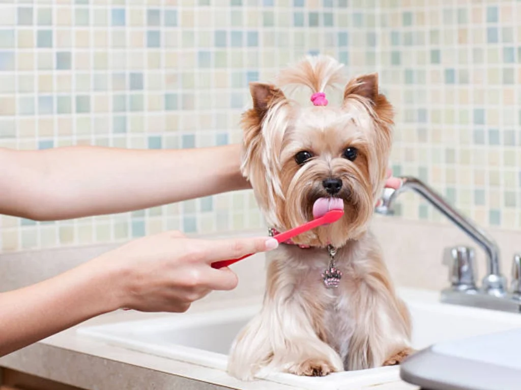 Brushing your dog's teeth 