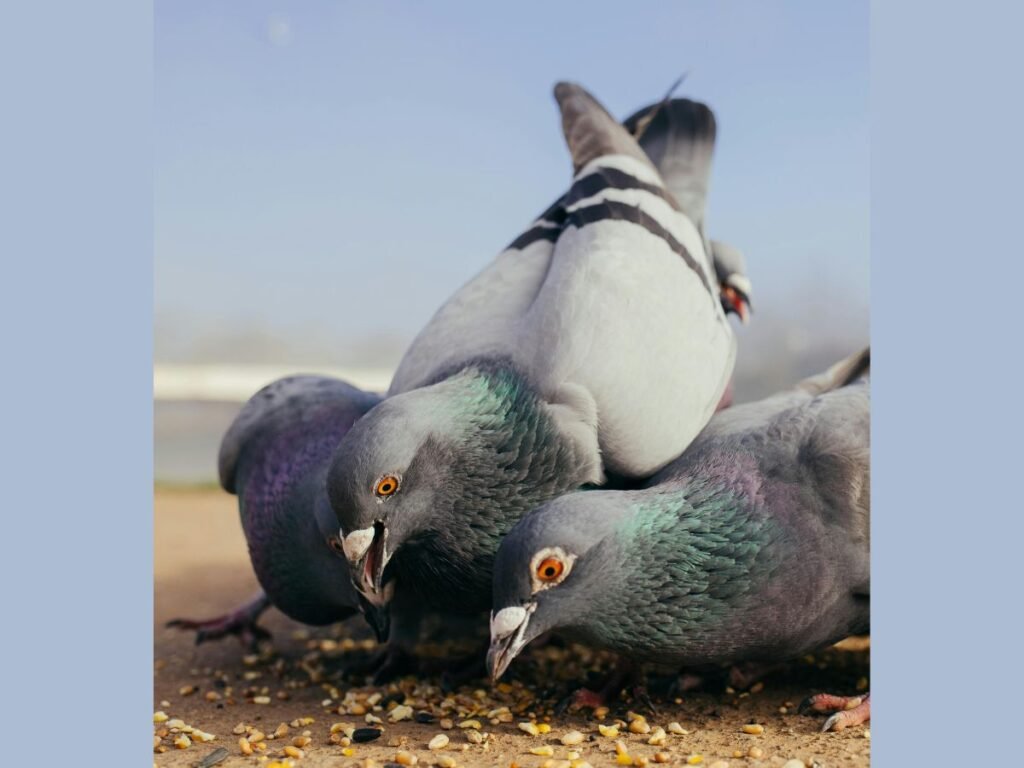 Can Birds Eat Chia Seeds