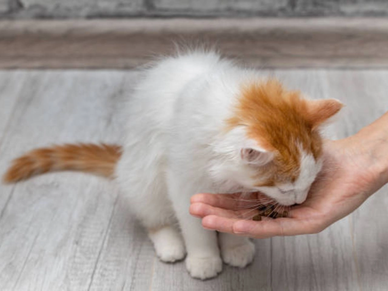 Can I Feed My Cat After Deworming?