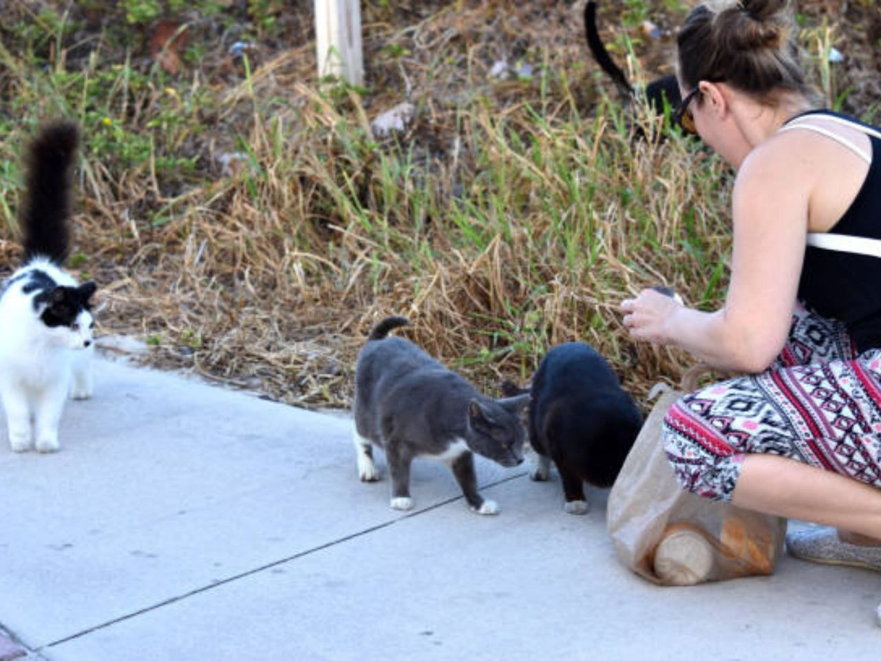 Can I Sue My Neighbor For Feeding Stray Cats