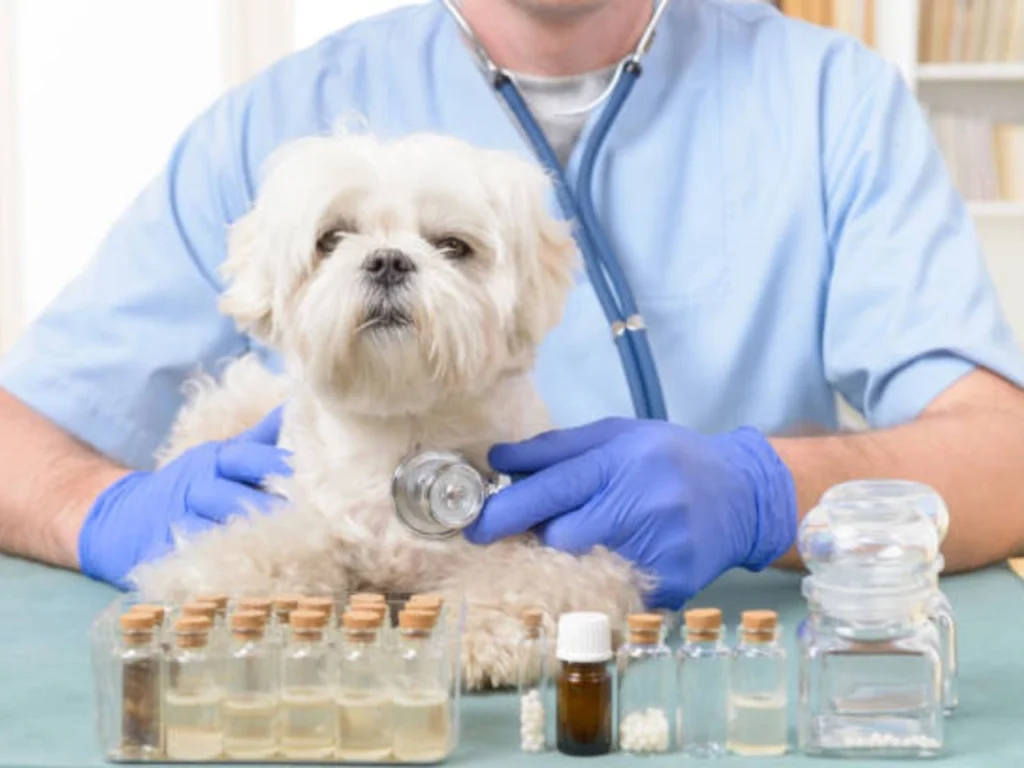 Can You Buy Rabies Vaccine for Dogs 