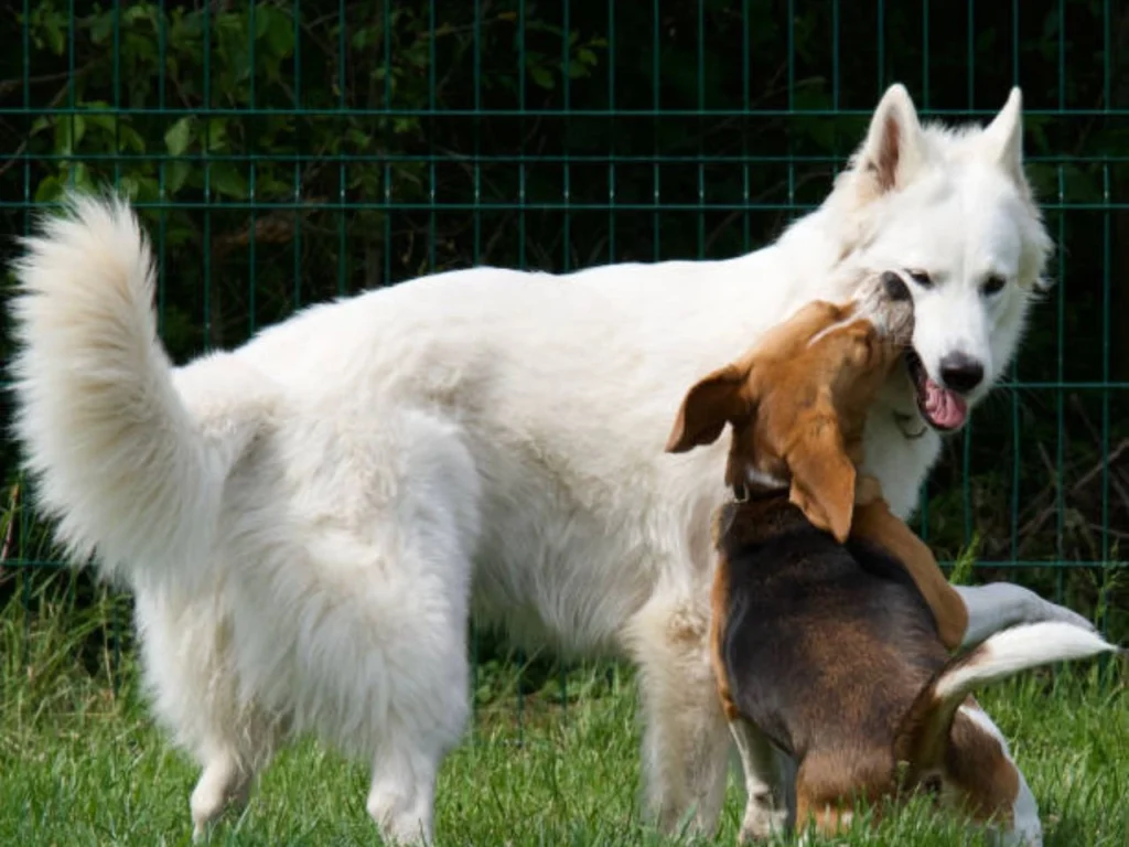 Can a Large Dog Breed With a Small Dog: Safe Mating Tips