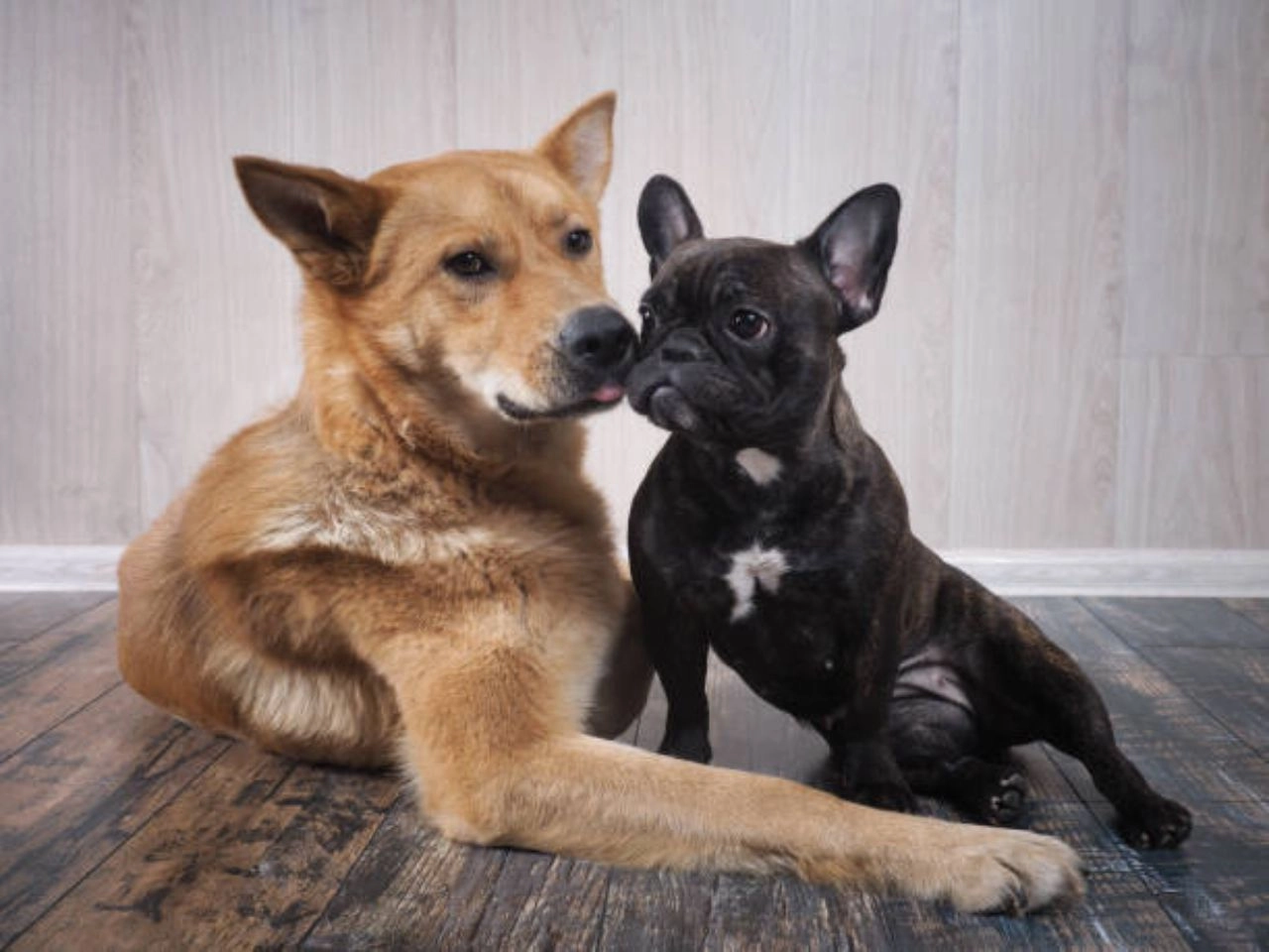 Can a Large Dog Breed With a Small Dog: Safe Mating Tips